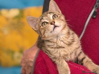 Europeo gatti Gattino maschio 3 mesi - Annuncio 1