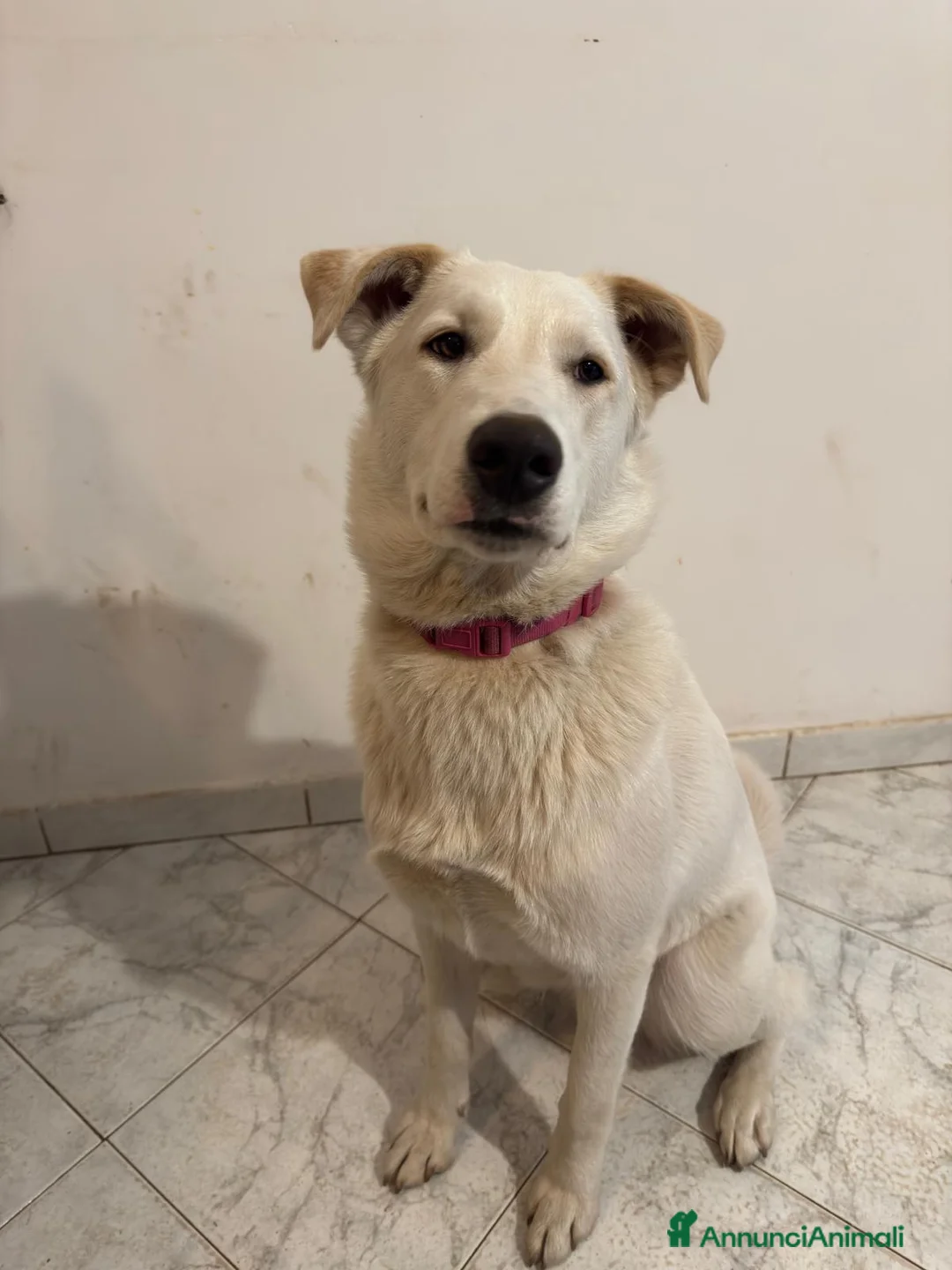 Meticcio cani in regalo: Pan cucciola di 11 mesi - Annuncio 2