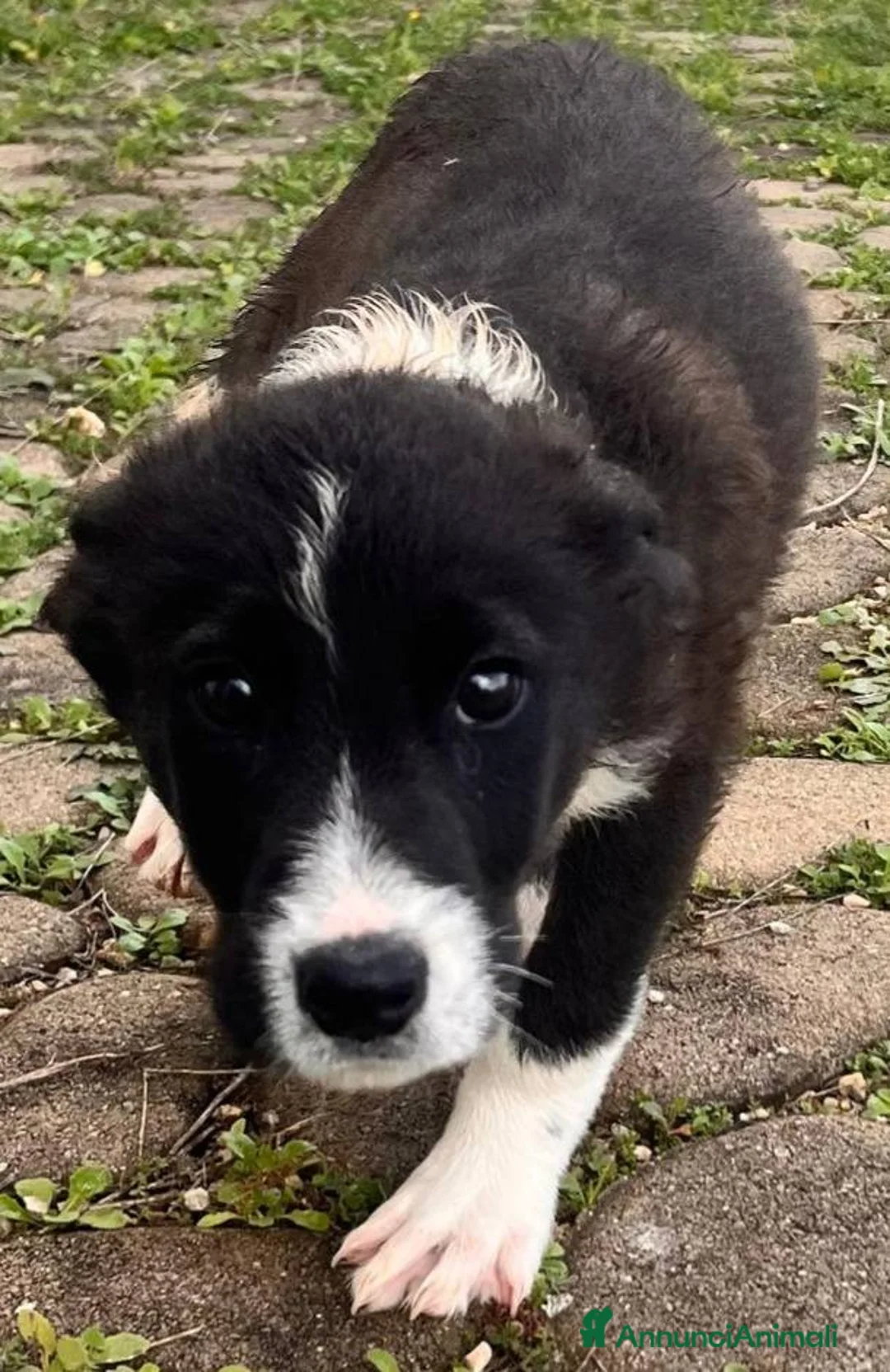 Meticcio cani in regalo: Cuccioli irresistibili in adozione - Annuncio 23