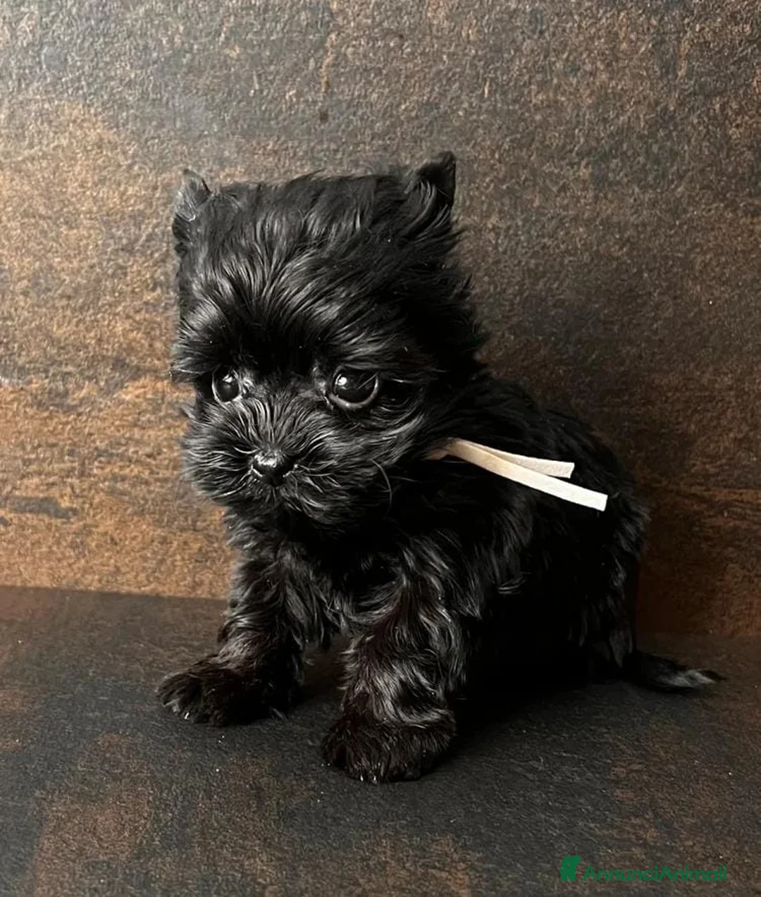 Yorkshire cani in vendita: Quattro minuscole Yorkie femmine, Ognuna unica - Annuncio 2
