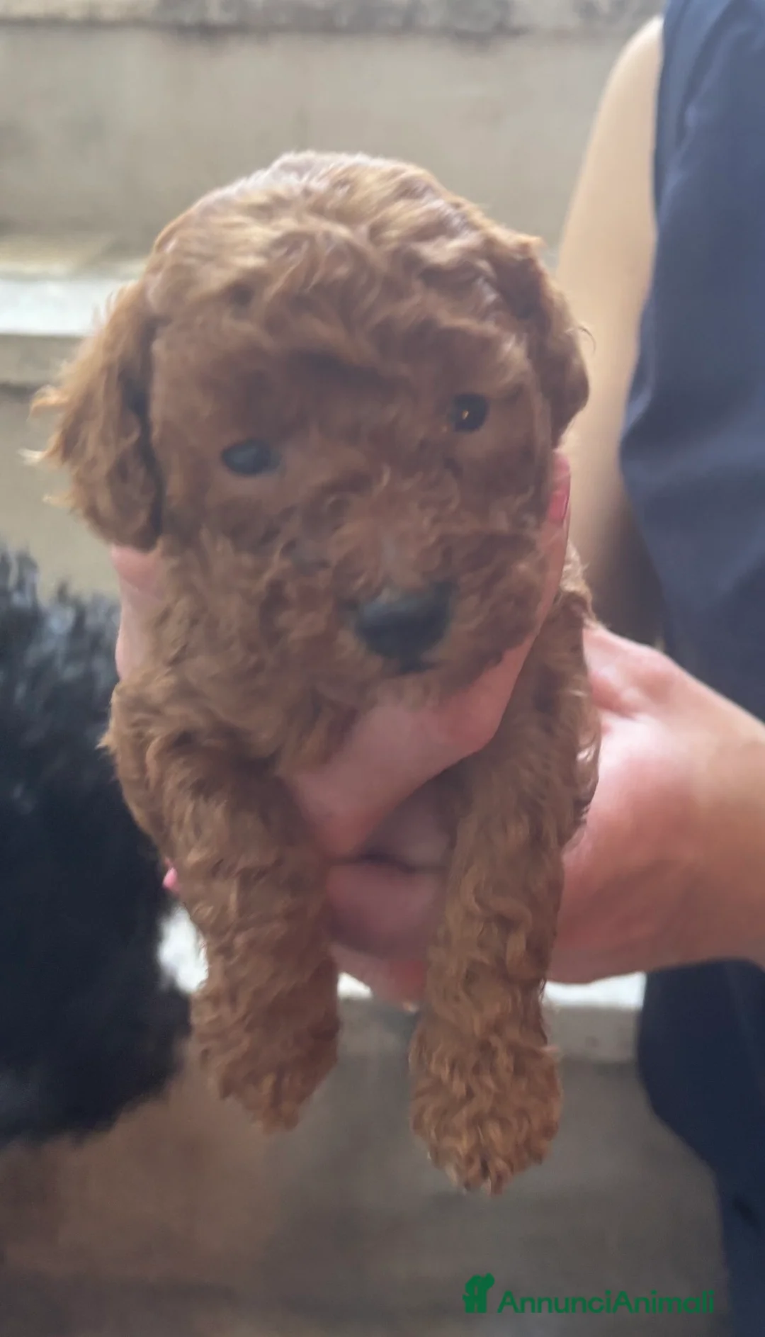 Barboncino cani in vendita: Barboncino nano Red - Annuncio 2