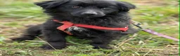 Meticcio cani in regalo: MONICA, coccolona in nero! TG PICCOLA - Annuncio 3