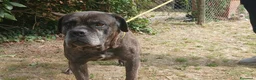 Cane Corso cani in regalo: MAMBO CERCA IL SUO MIRACOLO, ADOZIONE A DISTANZA - Annuncio 4