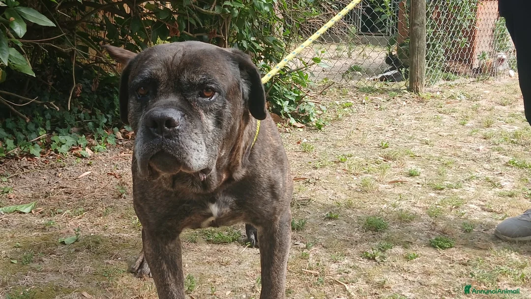 Cane Corso cani in regalo: MAMBO CERCA IL SUO MIRACOLO, ADOZIONE A DISTANZA - Annuncio 4