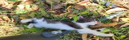 Meticcio gatti in vendita: Gattini piccoli maschi  a Provincia di Ascoli Piceno - Annuncio 4