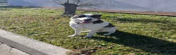Meticcio cani in regalo: Regalasi cane taglia media a Provincia di Perugia - Annuncio 4