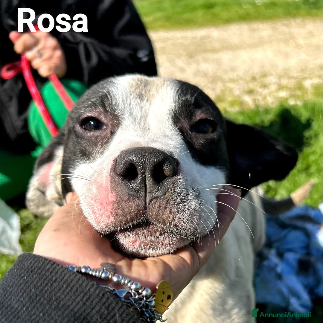 Meticcio cani in regalo: Rosa-Regina-Roberta - Annuncio 1
