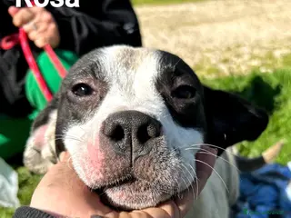 Meticcio cani Rosa-Regina-Roberta - Annuncio 9