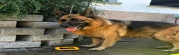 Pastore Tedesco cani in regalo: IBRA BELLISSIMO PASTORE TEDESCO - Annuncio 7