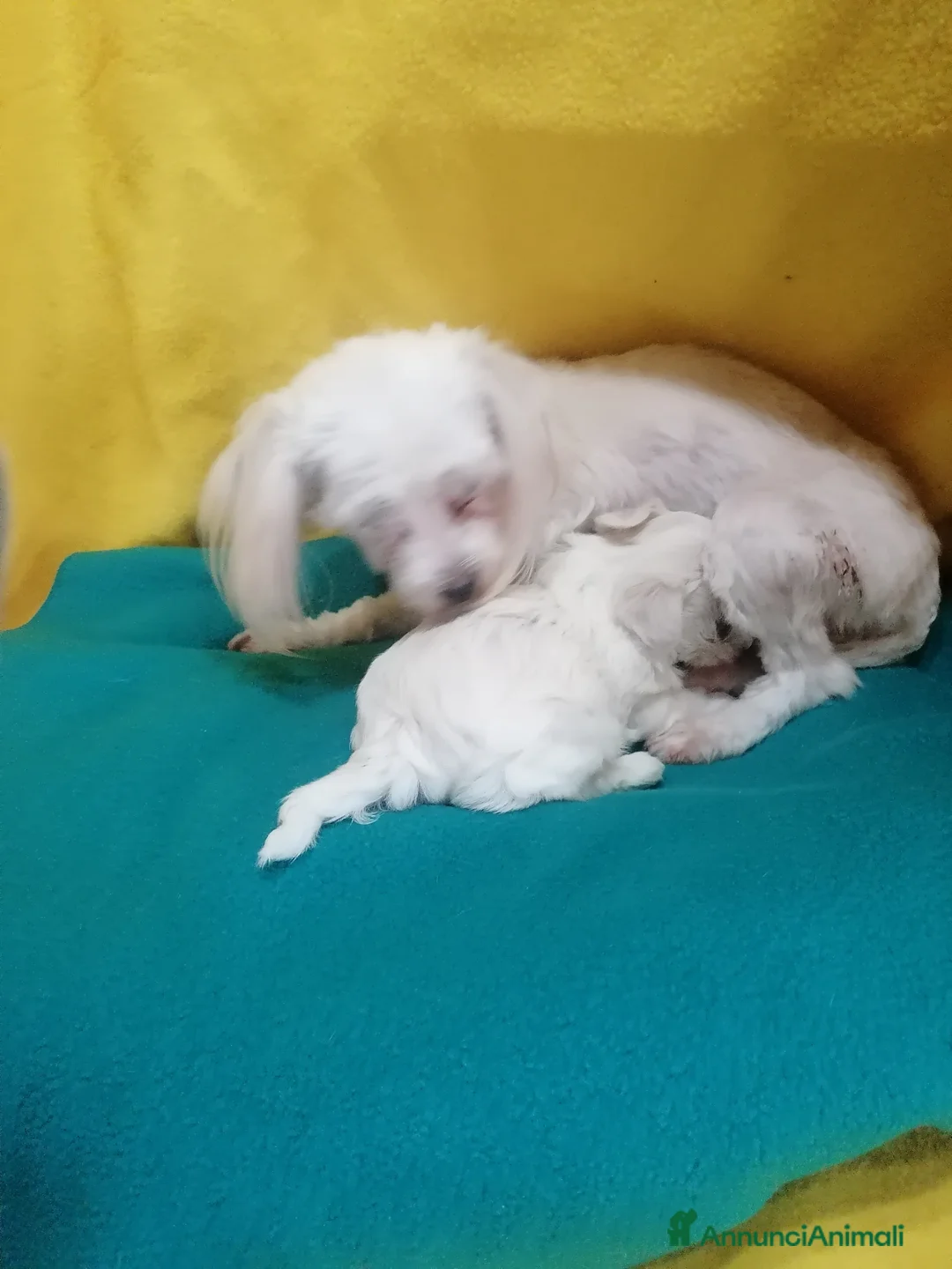 Maltese cani in vendita: Maltese cuccioli - Annuncio 2