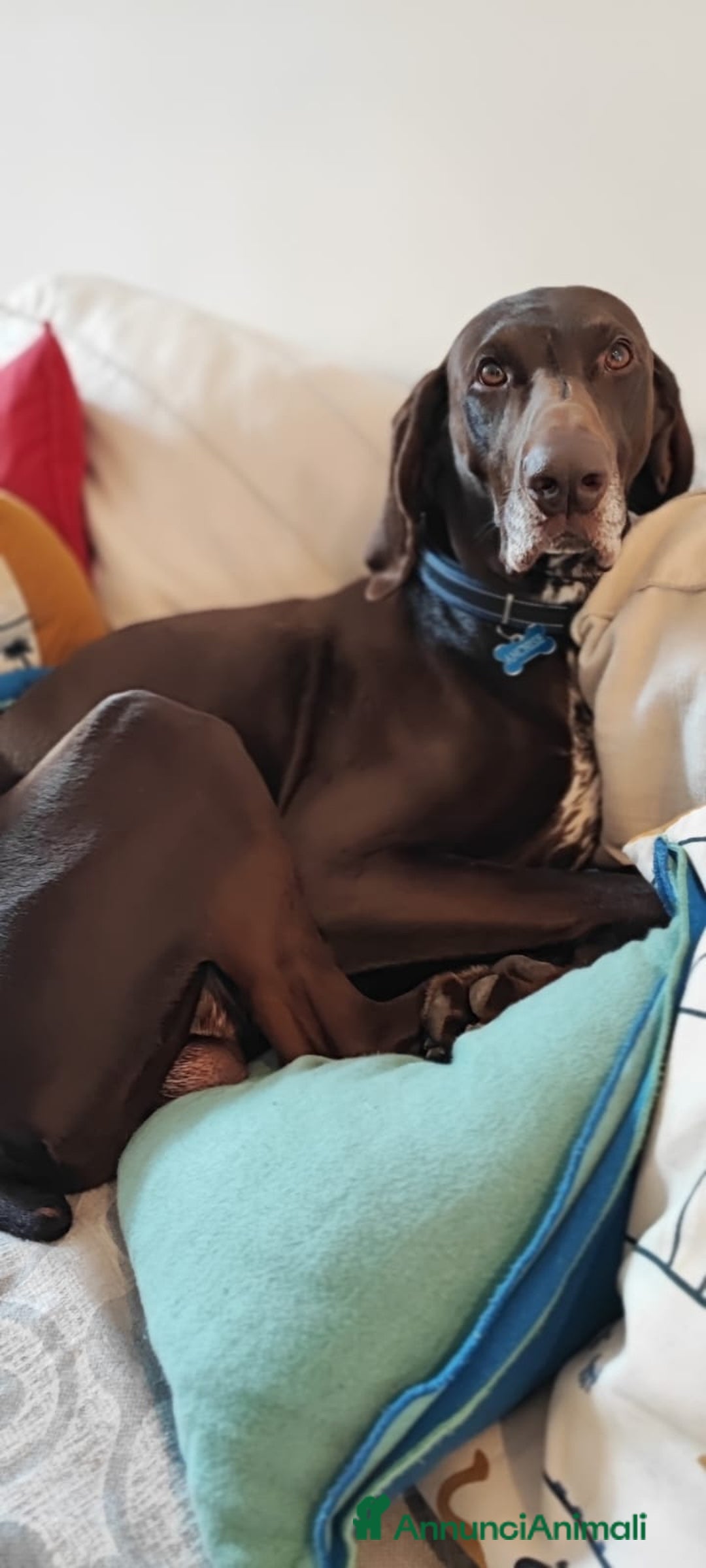 Bracco cani per accoppiamento: BRACCO TEDESCO PER MONTA - Annuncio 6