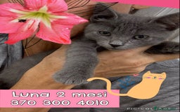 Certosino gatti in regalo: LUNA GATTINA SIMILCERTOSINA DOLCISSIMA - Immagine 2