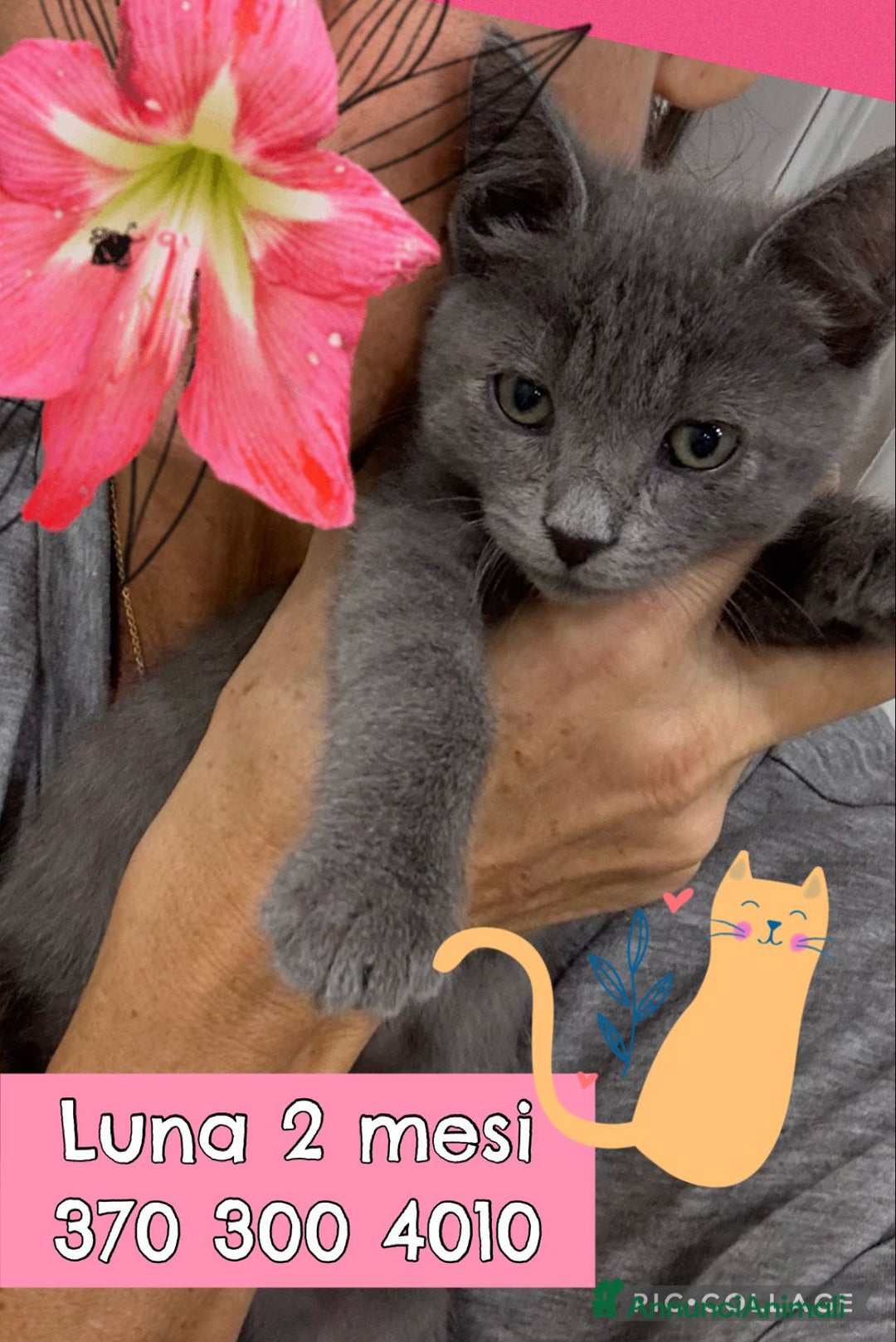 Certosino gatti in regalo: LUNA GATTINA SIMILCERTOSINA DOLCISSIMA - Immagine 2