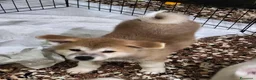 Akita Inu cani in vendita: Cuccioli Akita inu - Annuncio 5