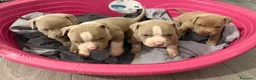 American Staffordshire cani in vendita: Cuccioli amstaff - Annuncio 2