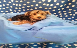 Yorkshire cani in vendita: Yorkshire Terrier cuccioli a Province of Rovigo - Immagine 1