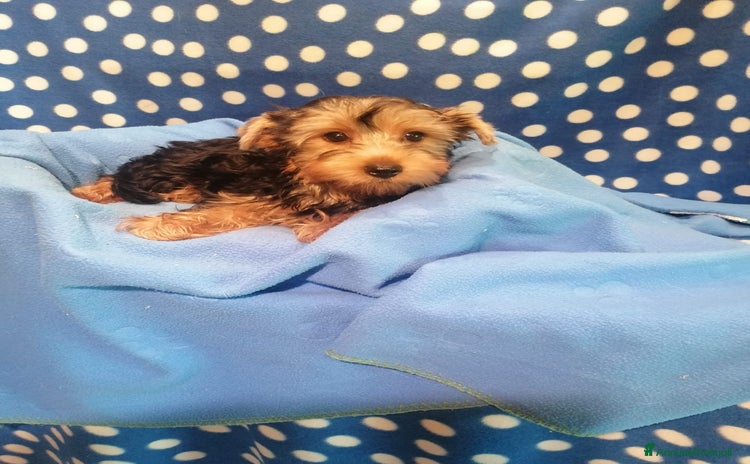 Yorkshire cani a Province of Rovigo - Annuncio 3