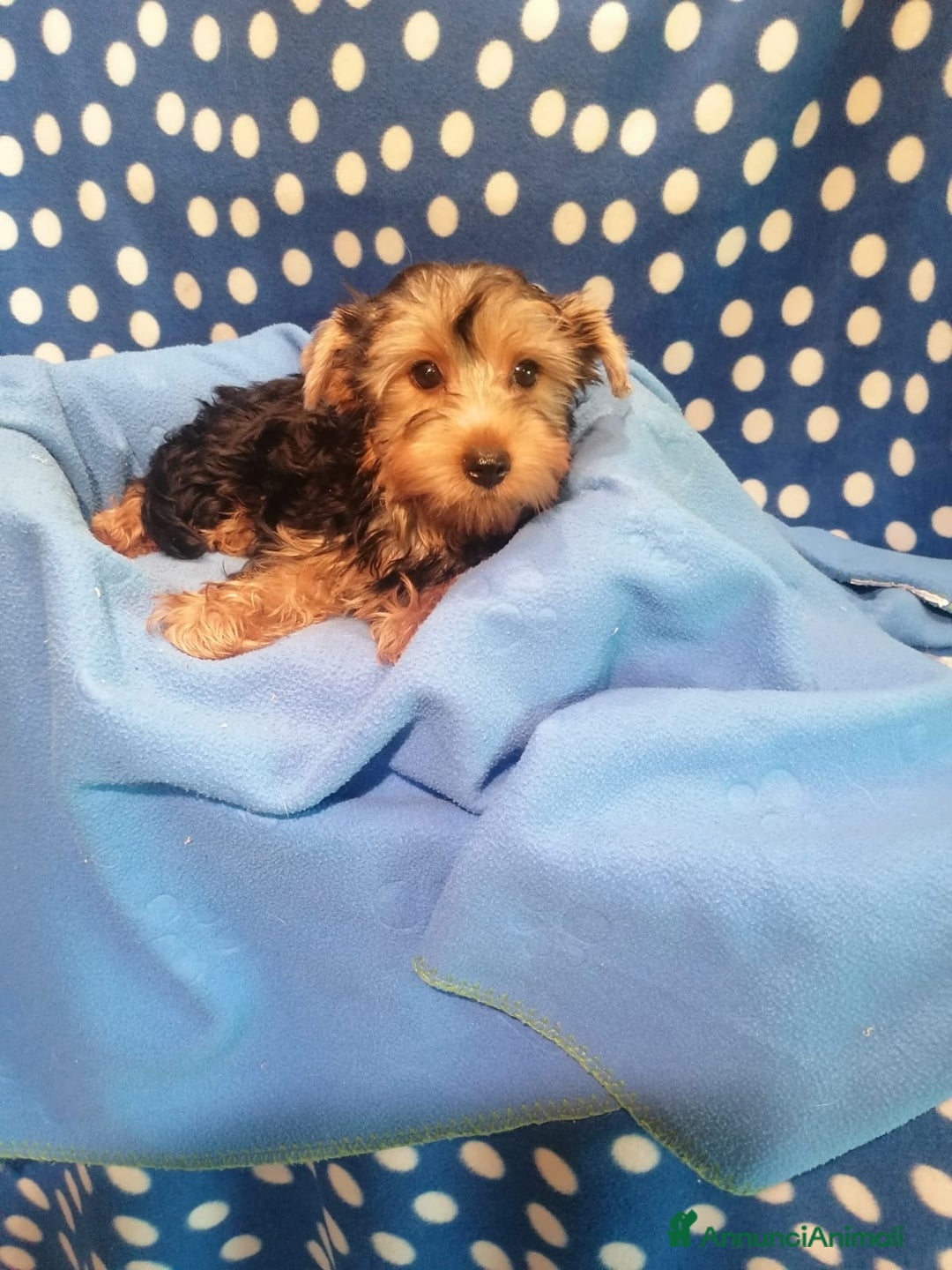 Yorkshire cani in vendita: Yorkshire Terrier cuccioli a Province of Rovigo - Immagine 1