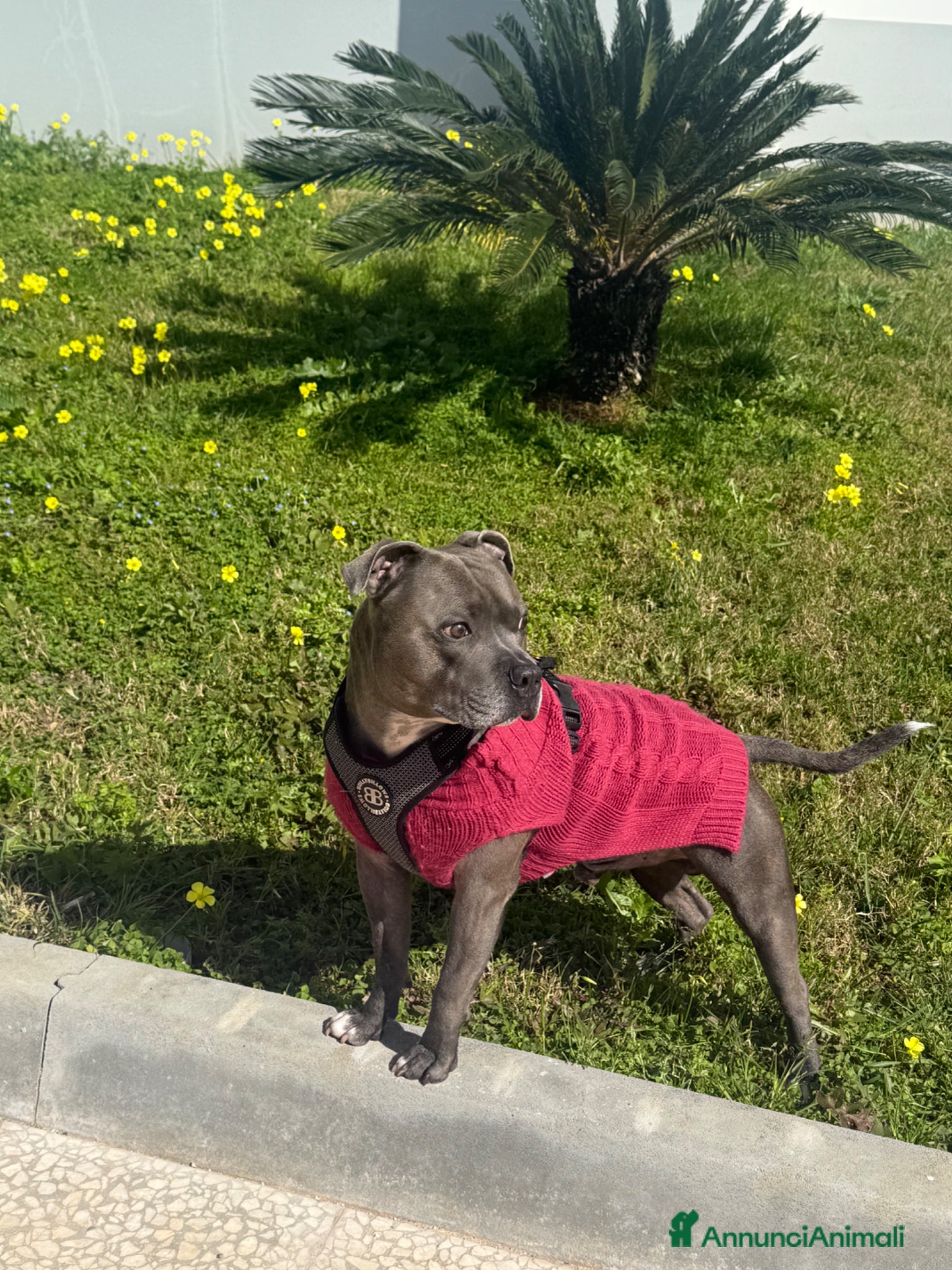 Staffordshire cani Disponibile per monta  - Annuncio 7