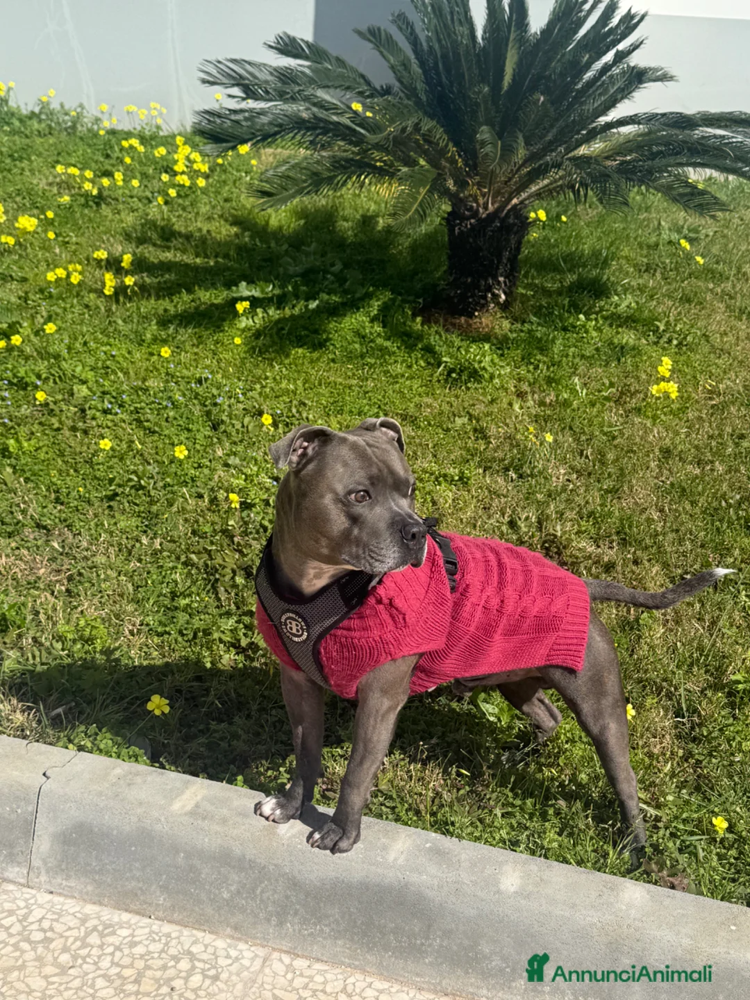 Staffordshire cani per accoppiamento: Disponibile per monta  a Città metropolitana di Palermo - Annuncio 1