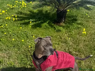 Staffordshire cani Disponibile per monta - Annuncio 7