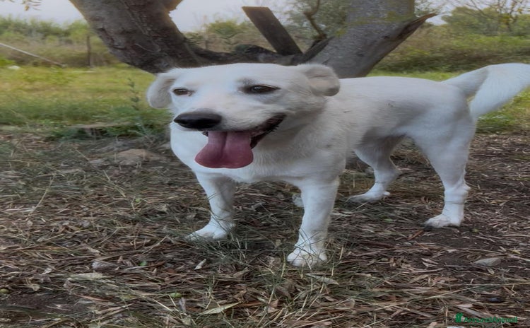 Meticcio cani Wilma  - Annuncio 19