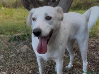 Meticcio cani Wilma - Annuncio 40