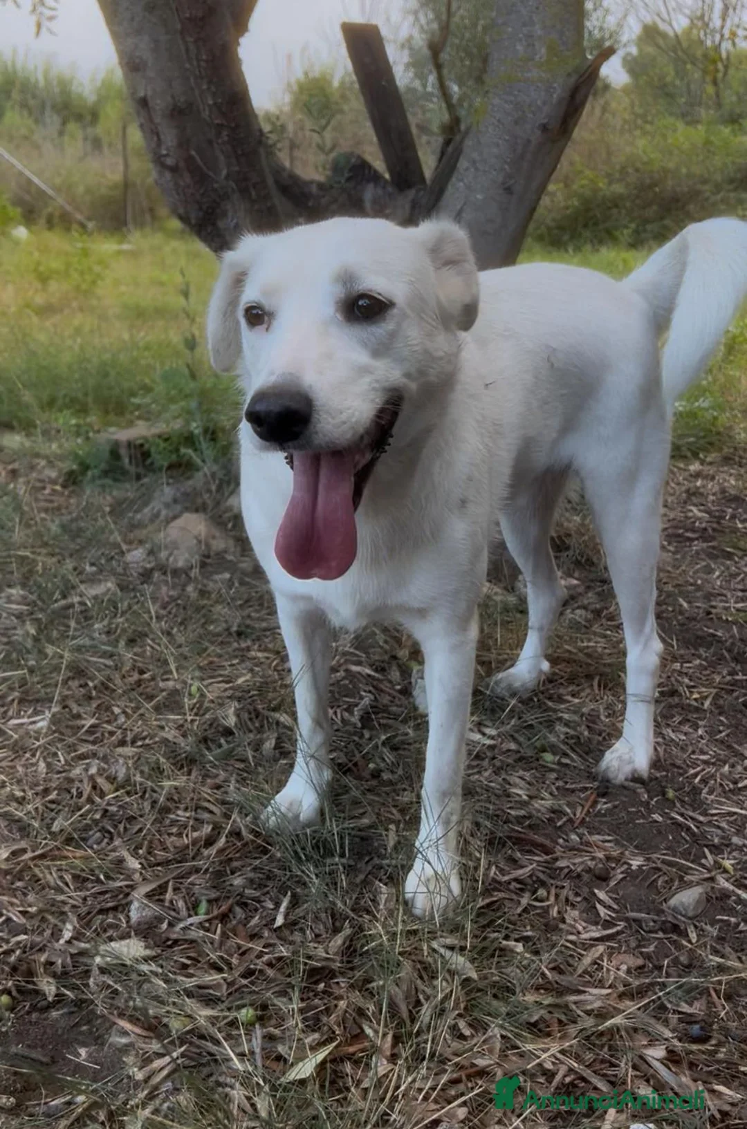 Meticcio cani in regalo: Wilma  - Annuncio 1