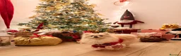 Spitz cani in vendita: Splendidi esemplari di Spitz Pomerania di 2 anni a Città Metropolitana di Bologna - Annuncio 6