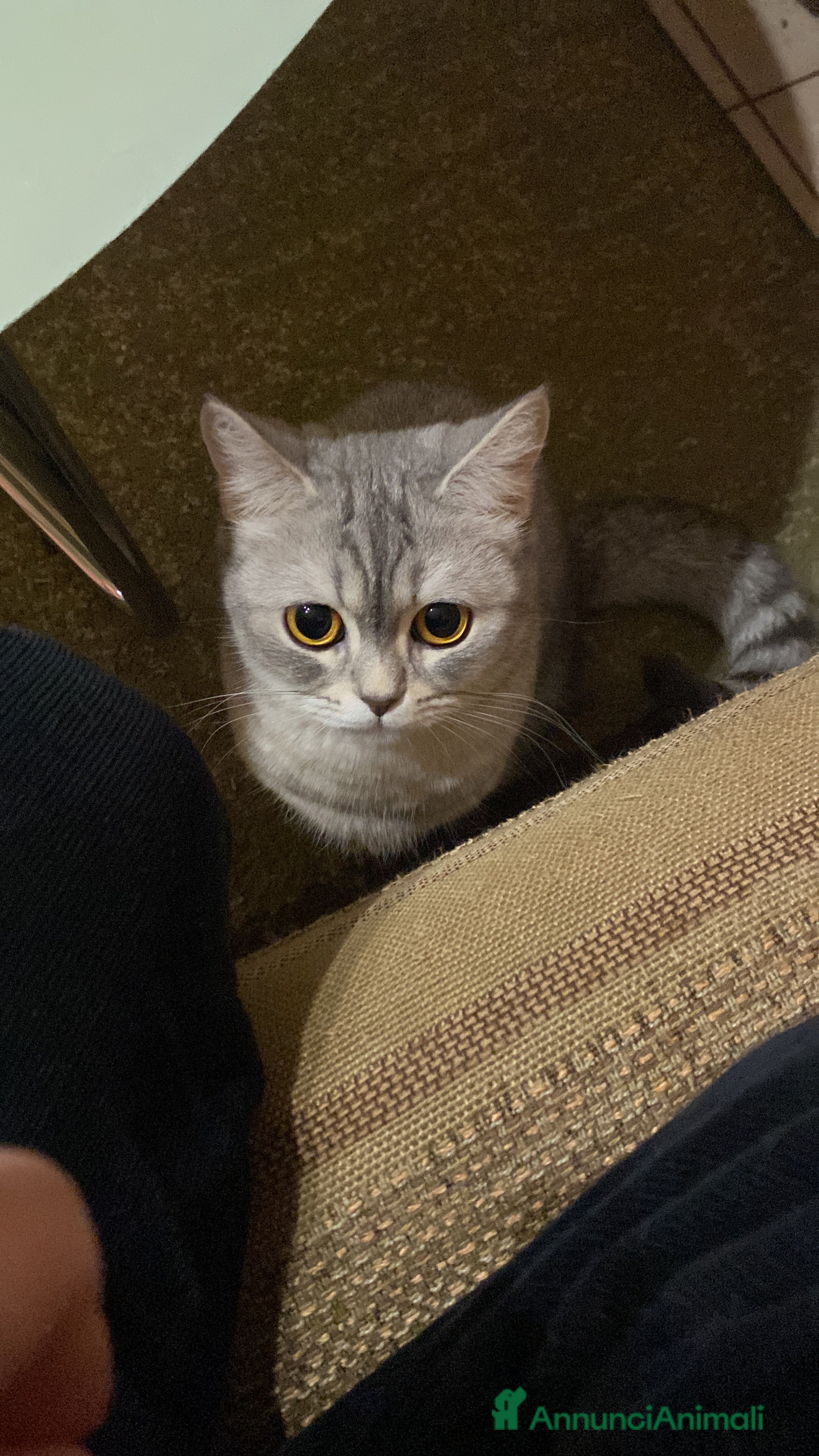 British gatti Sono Bibi, cerco un fidanzatino a Bologna.  a Città Metropolitana di Bologna - Annuncio 6