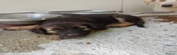Meticcio cani in regalo: Romeo dolcissimo cucciolo lupetto in canile  - Annuncio 1