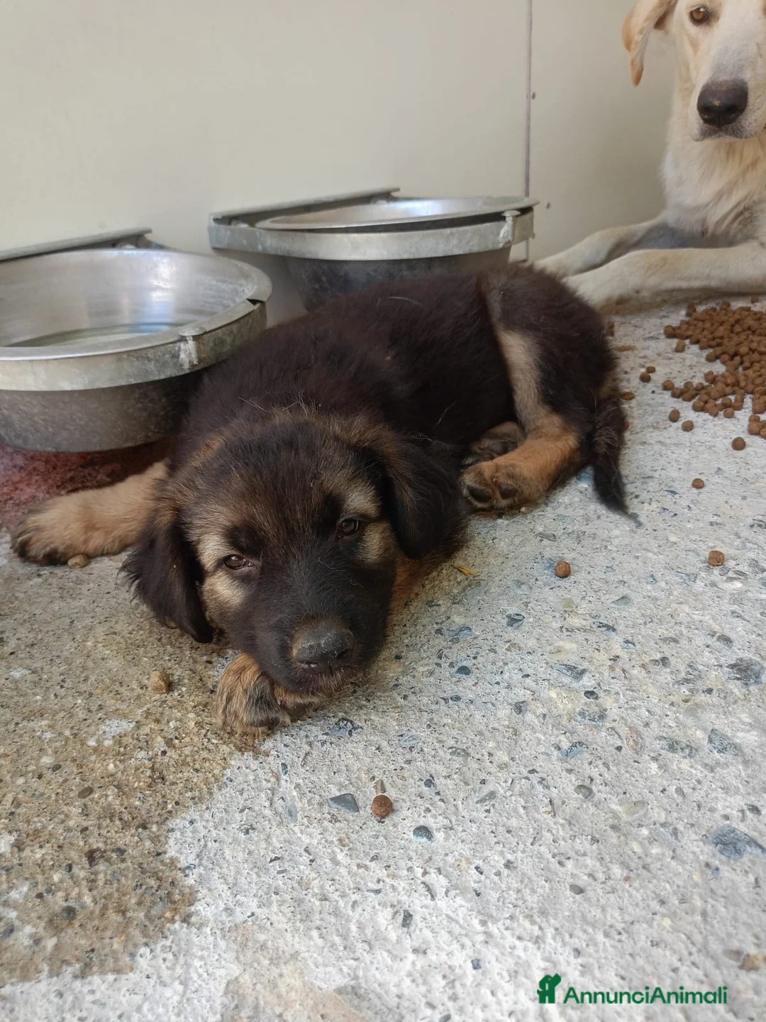 Meticcio cani in regalo: Romeo dolcissimo cucciolo lupetto in canile  - Annuncio 1