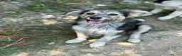 Meticcio cani in regalo: 3 cuccioli TAGLIA PICCOLA incredibilmente dolci! - Annuncio 8