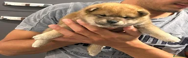 Shiba Inu 1