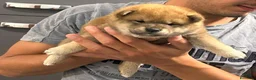 Shiba Inu cani in vendita: Vendensi cuccioli di Shiba Inu - Annuncio 9