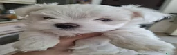 Maltese cani in vendita: Cuccioli di Maltese - Annuncio 4
