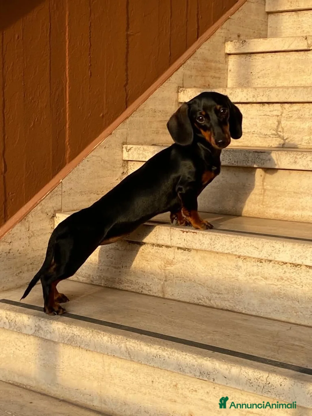 Bassotto cani in vendita: bassotti nani pelo corto - Annuncio 4