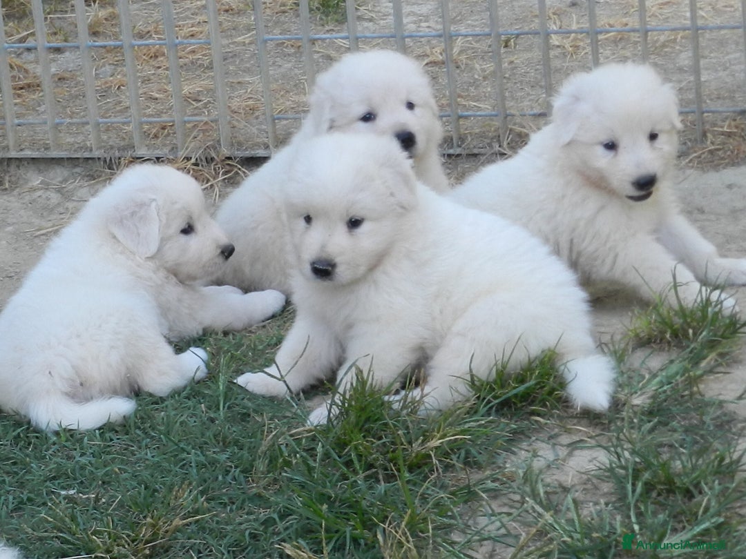Pastore Maremmano cani in vendita: cuccioli di pastore maremmano abruzzese  - Annuncio 34