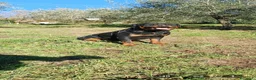 Rottweiler cani in vendita: Disponibili cuccioli Rottweiler  - Annuncio 26