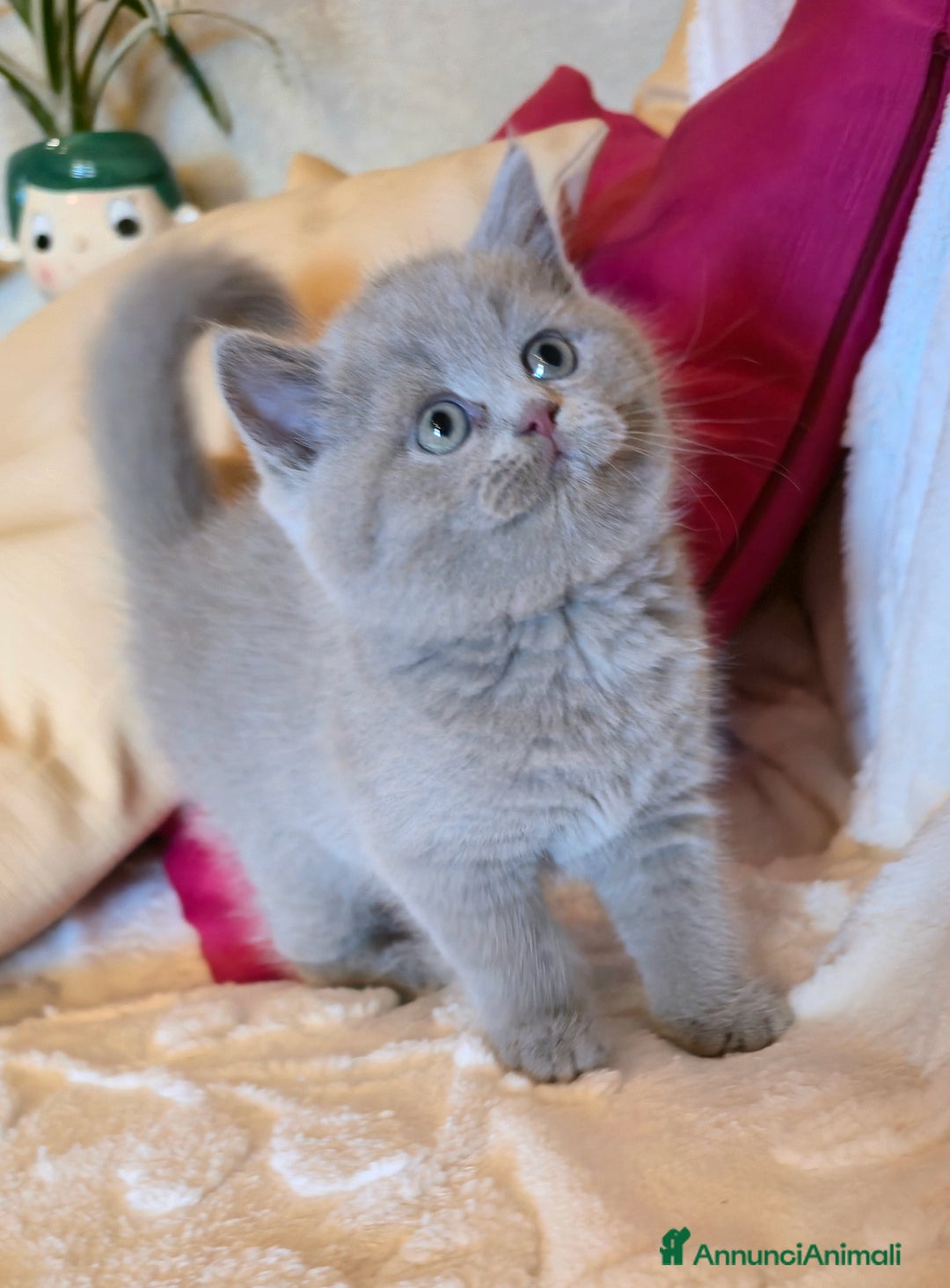 Scottish gatti in vendita: Cuccioli scottish fold e straight  a Provincia di Vicenza - Immagine 11