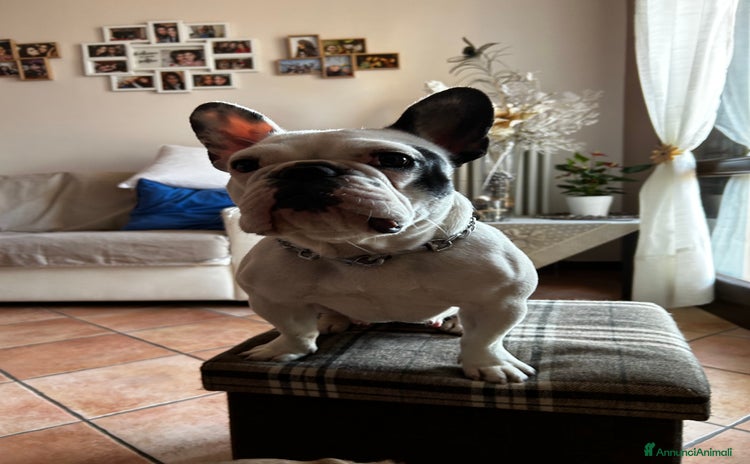 Bulldog Francese cani a Provincia di Reggio Emilia - Annuncio 11