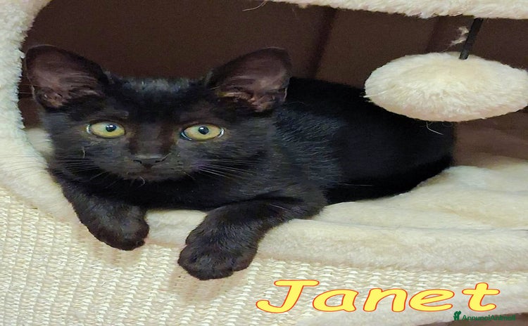 Europeo gatti - Annuncio 11