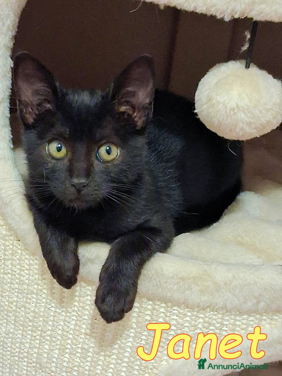 Europeo gatti in regalo: JANET GATTINA DOLCISSIMA DI 45 gg - Annuncio 1