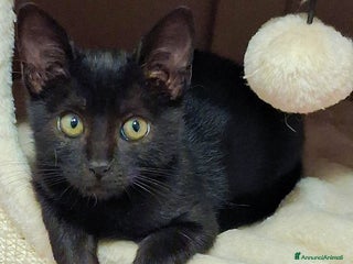 Europeo gatti JANET GATTINA DOLCISSIMA DI 45 gg - Annuncio 9