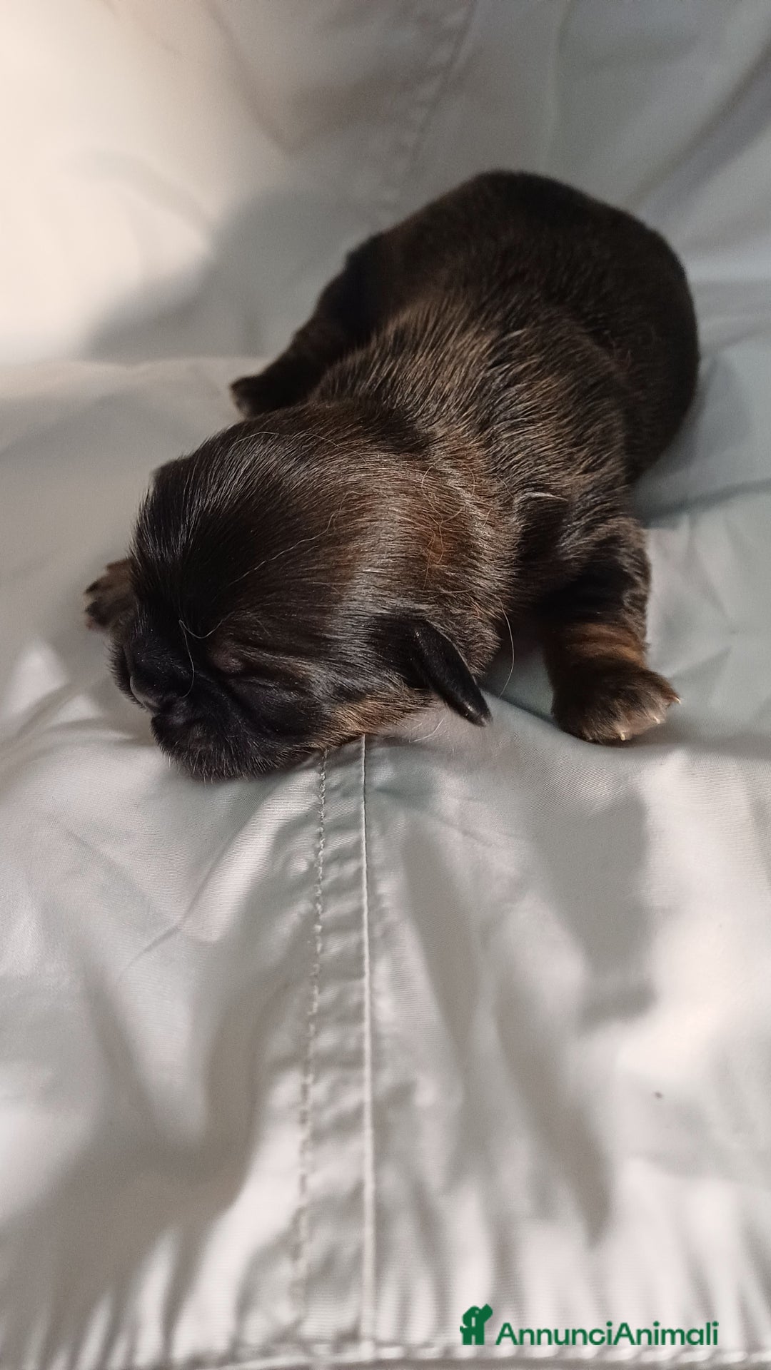 Shih Tzu cani in vendita: Cuccioli shih-tzu  - Annuncio 7