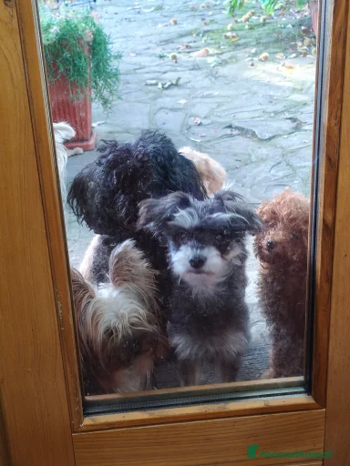 Immagine della galleria {{count}}