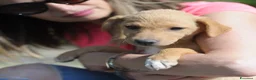 Meticcio cani in regalo: LUNA   - Annuncio 1