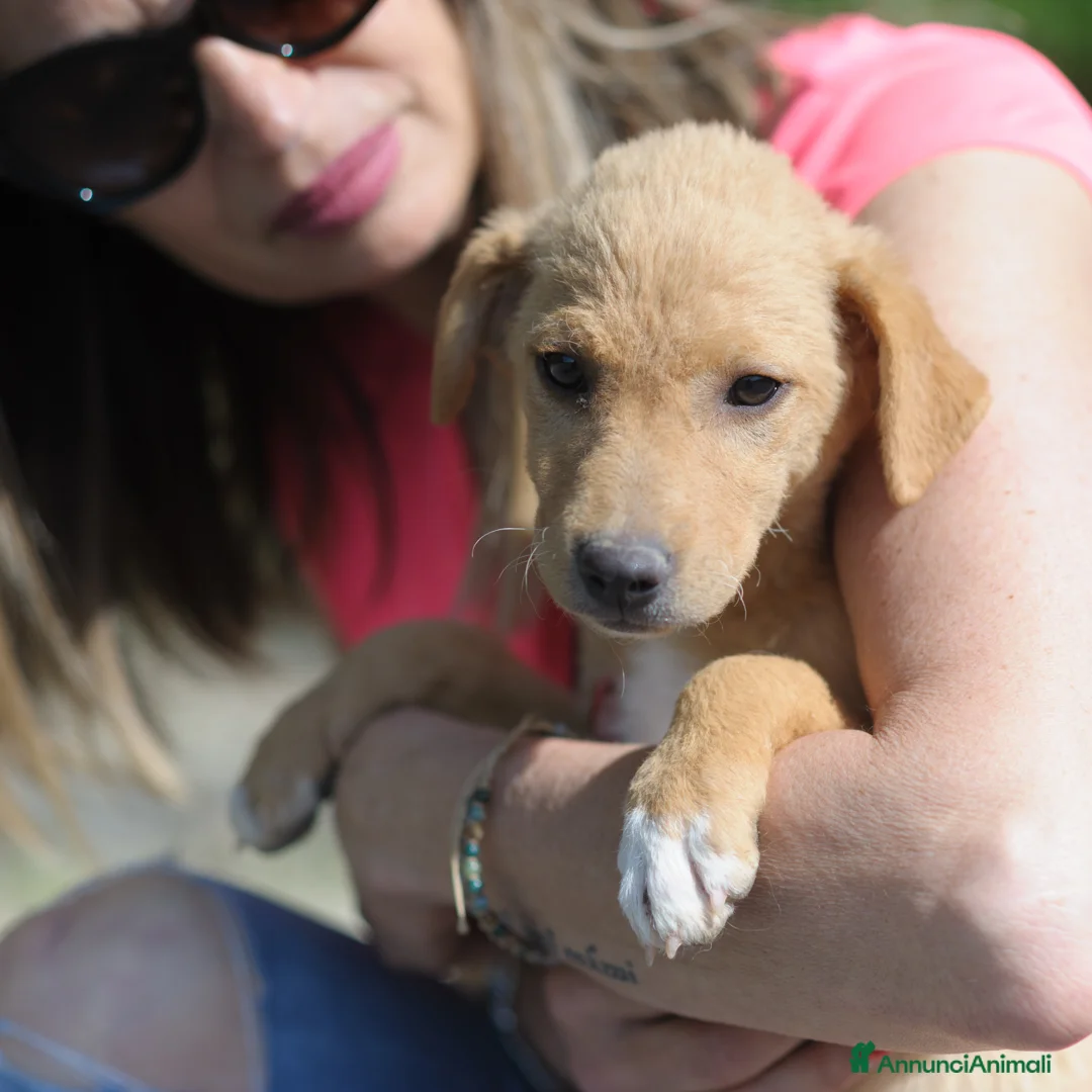 Meticcio cani in regalo: LUNA   - Annuncio 1