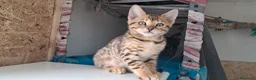 Bengala gatti in vendita: Cuccioli bengala con pedegree a Città Metropolitana di Torino - Annuncio 3