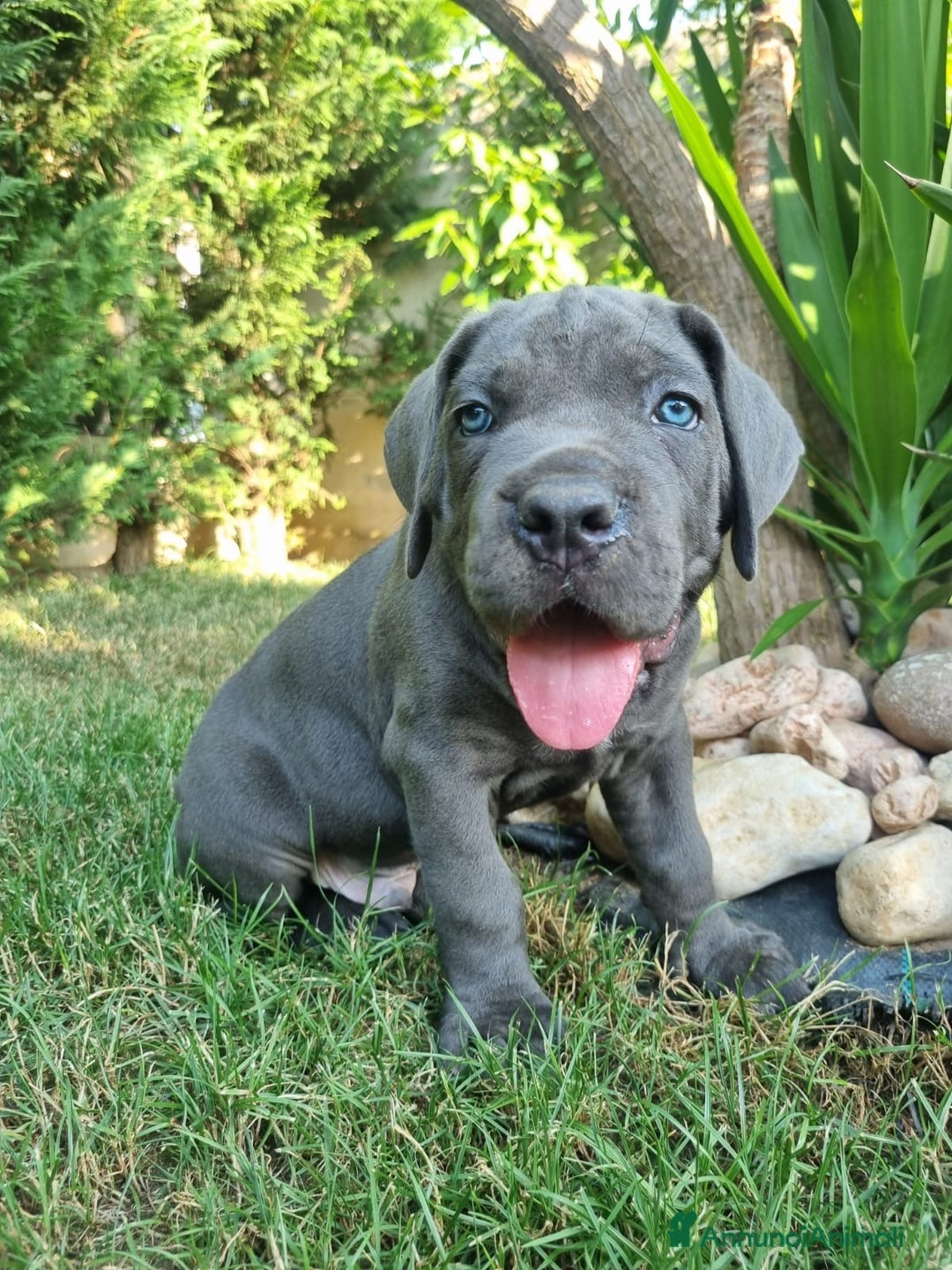 Cane Corso cani in vendita: Cuccioli cane corso a Provincia di Verona - Immagine 10